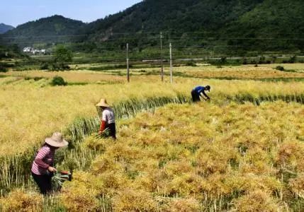秸稈禁燒季 | 禁止一切露天焚燒秸稈行為！附縣政府禁燒通告、鎮(zhèn)政府倡議書(shū)